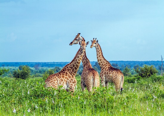 Afrikos Kaleidoskopas Pietų Afrikos Respublika Zimbabvė Botsvana 14d Pazintinė Egzotinė Kelionė Lėktuvu