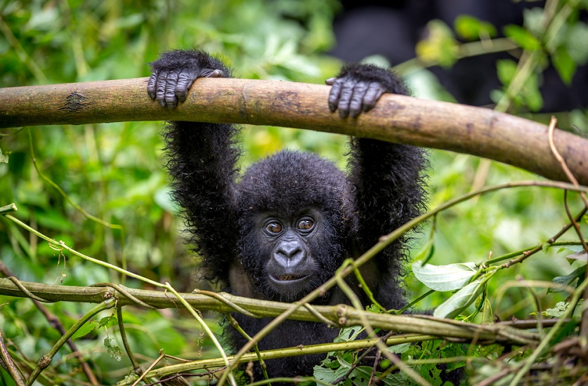 Kelionės Kenijos ir Ugandos gamtos rezervatai bei kalnų gorilos aprašymas