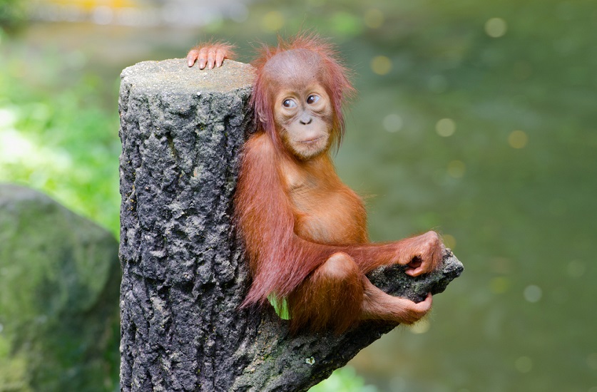 Kelionė Modernioji Malaizija, Borneo salos orangutanai ir nepažintasis Brunėjus